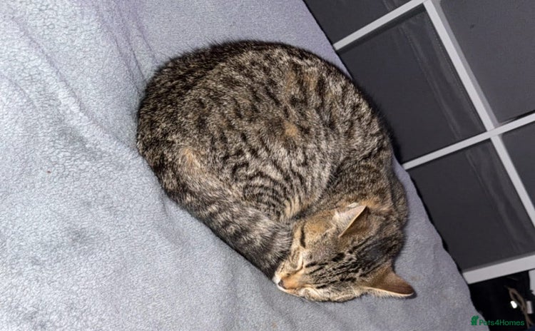 Mixed Breed cats Female cat  - Advert 3