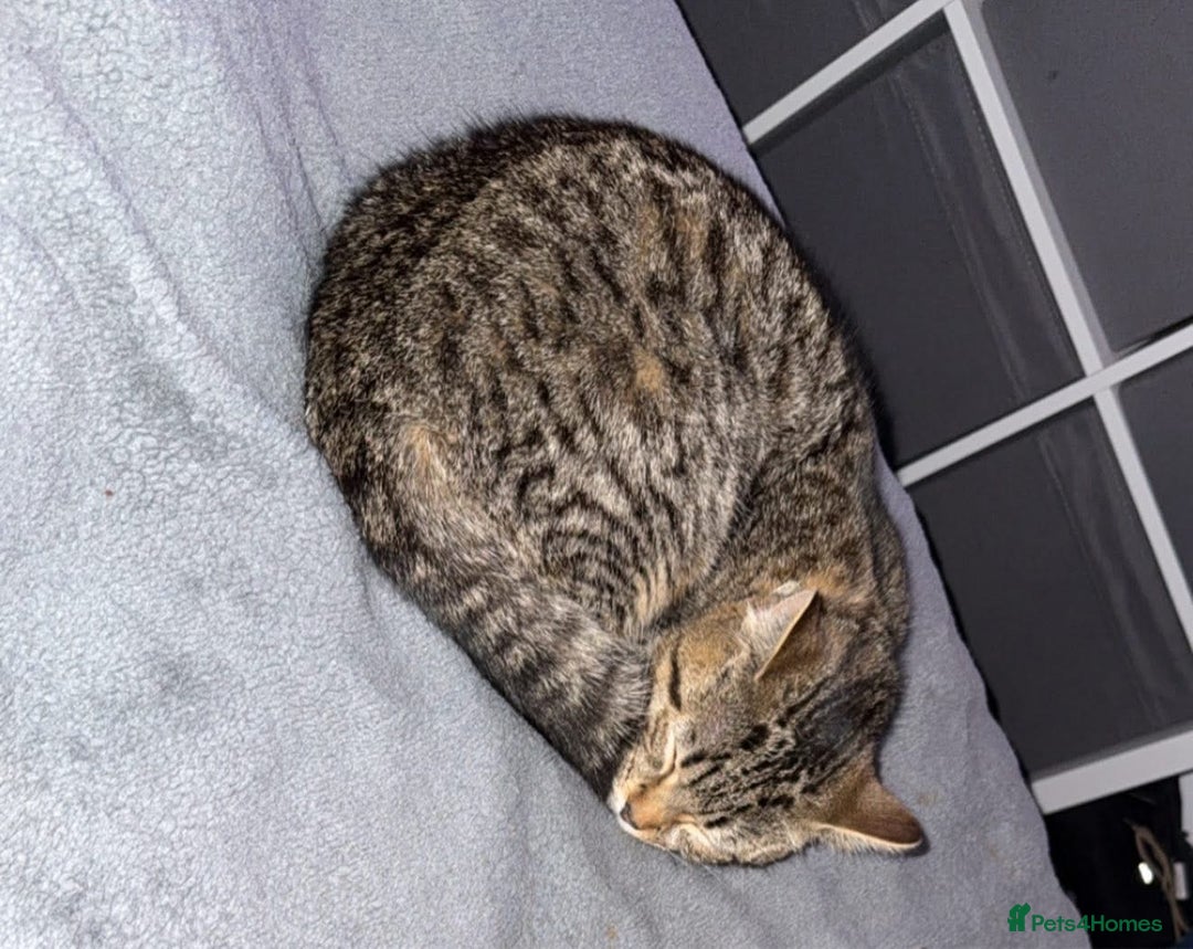 Mixed Breed cats for sale: Female cat  - Advert 1