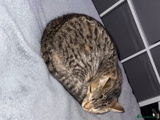 Mixed Breed cats Female cat - Advert 1