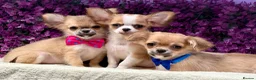 Chihuahua dogs for sale: Ready now Stunning long coat chihuahua’s  - Advert 6