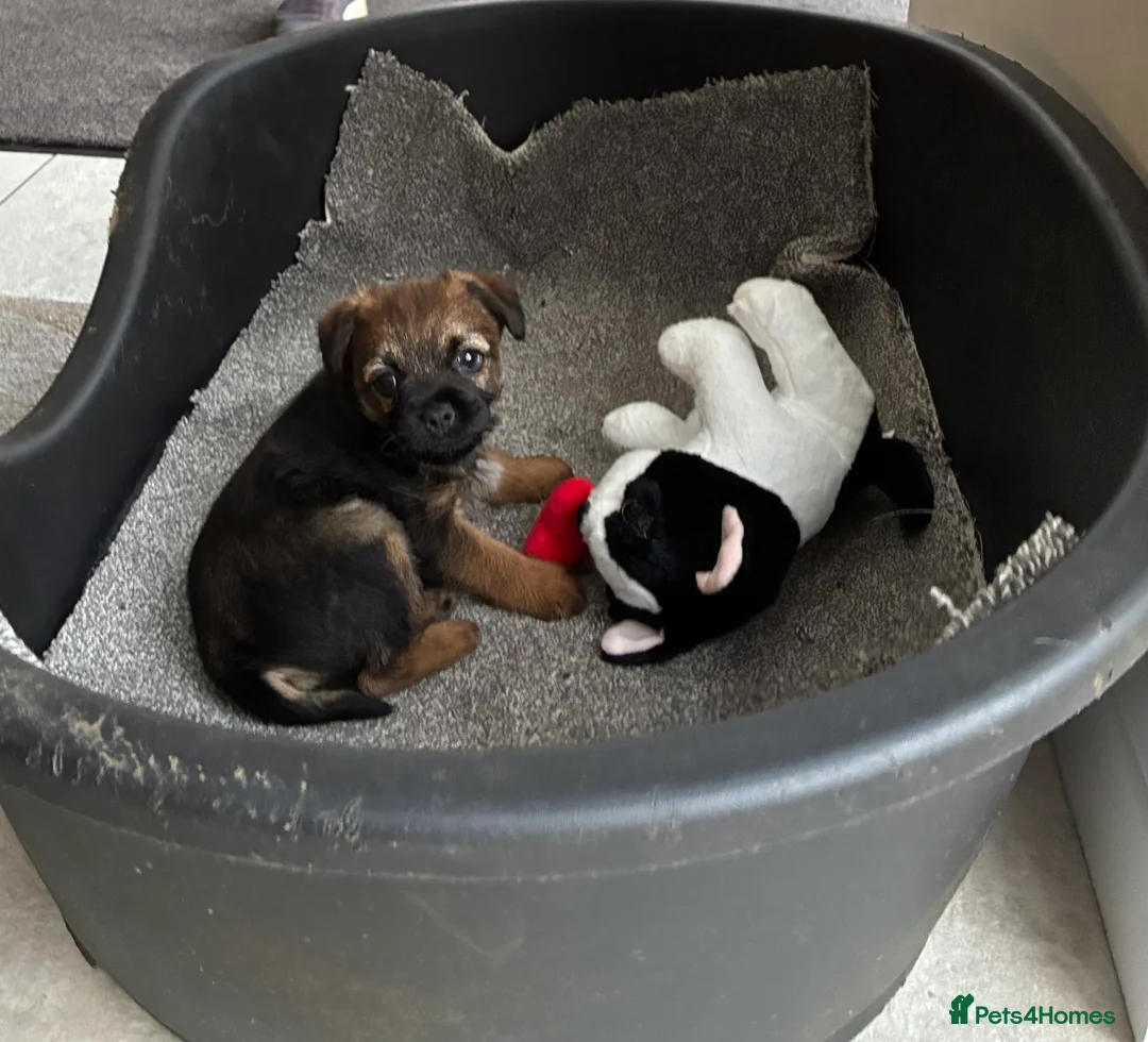 Border Terrier dogs for sale: One & only KC border terrier boy  in Doncaster - Advert 8