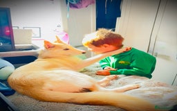 Shepsky dogs for sale: Nevaeh is seeking a forever home.  - Advert 8