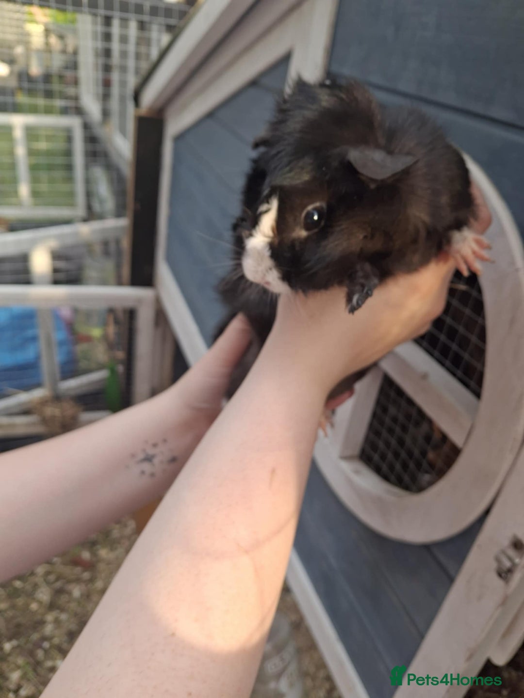 Guinea Pig rodents for sale: 3 Female Guinea Pigs- plus Hutch and extras - Image 2