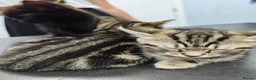 Domestic Shorthair cats for sale: TWO beautiful Tabby kittens available  - Advert 7