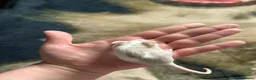 Mouse rodents for sale: Female mice  - Advert 6