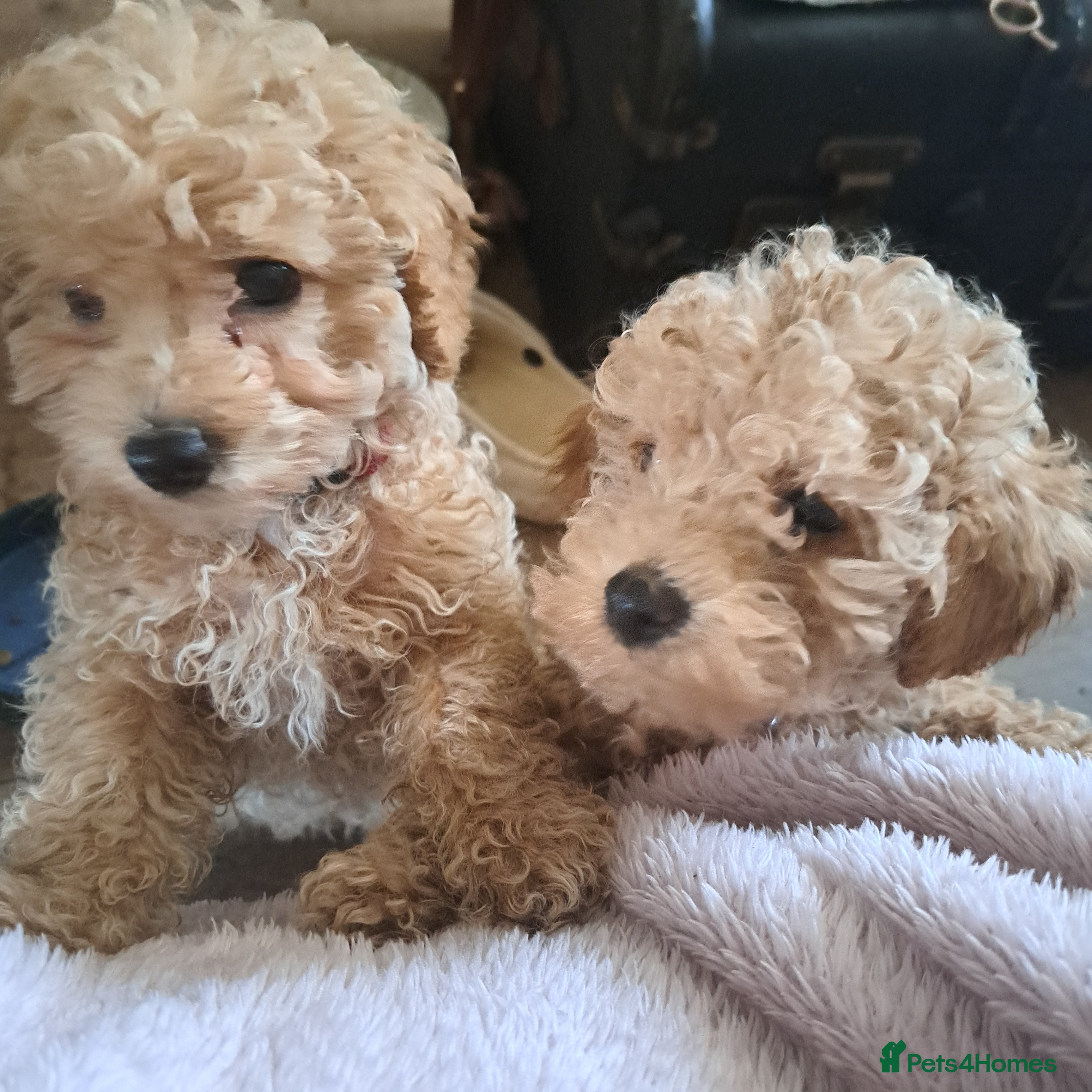 Toy Poodle dogs KC REG MIXED  LITTER TOY POODLES 1500 - Advert 4