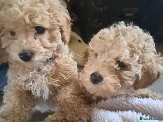 Toy Poodle dogs KC REG MIXED LITTER TOY POODLES 1500 - Advert 4