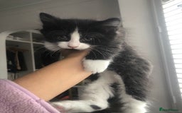 Mixed Breed cats for sale: Adorable Kittens for sale! - Image 1