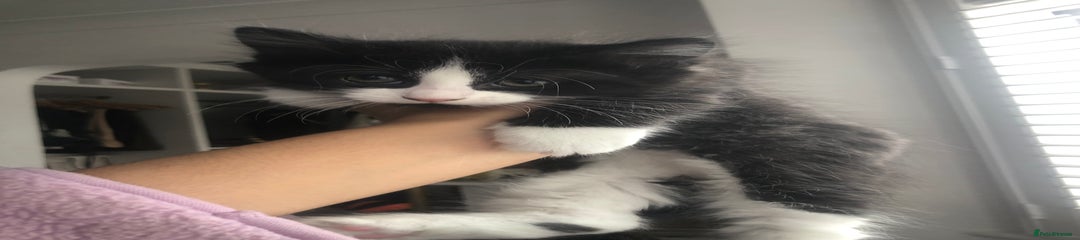 Mixed Breed Kitten 1