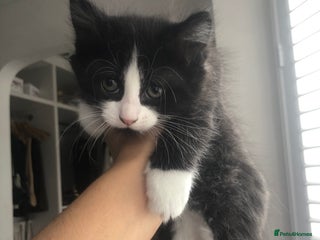 Mixed Breed cats - Advert 33