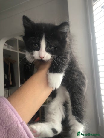 Mixed Breed cats - Advert 28