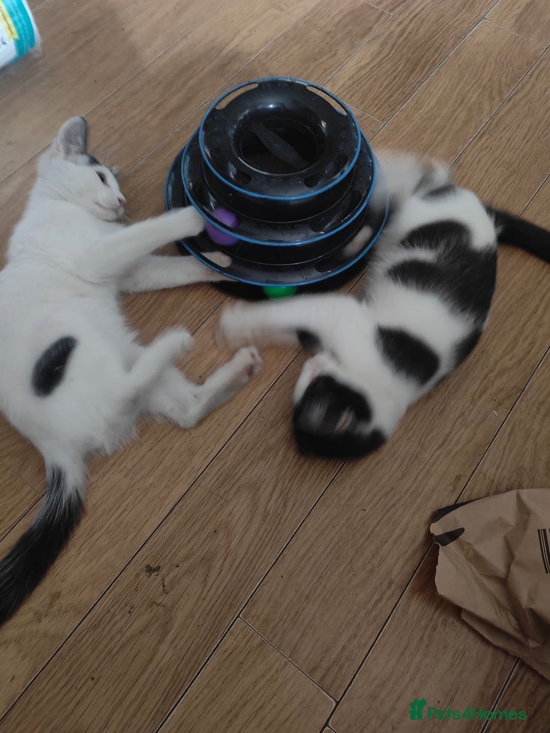 Mixed Breed cats for sale: 1 kitten for sale due to time wasters  - Image 17