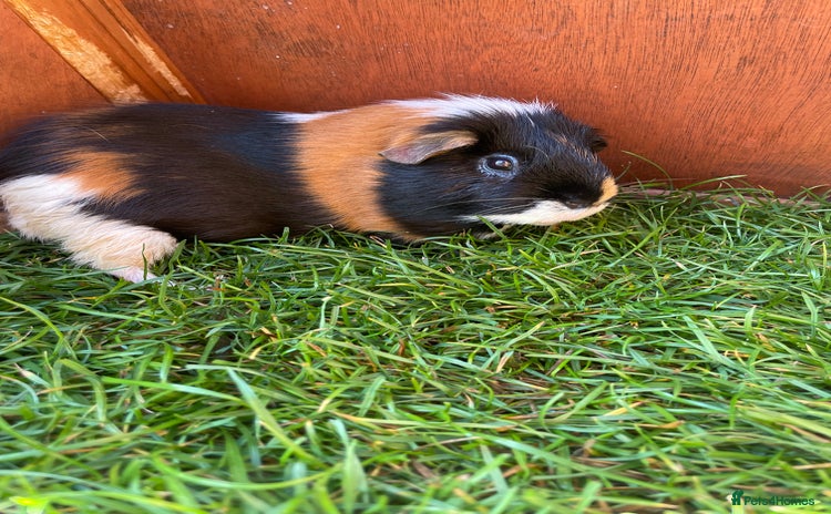 Guinea Pig rodents - Advert 9