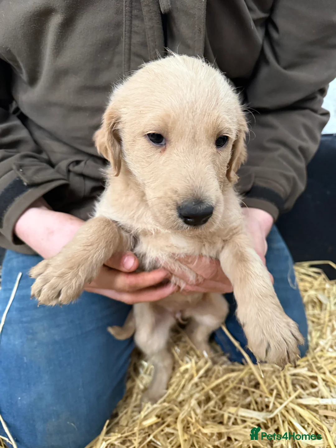 Labradoodle dogs for sale: Labradoodle pups  - Advert 13