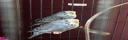 Budgerigars birds for sale: two budgies  - Advert 5