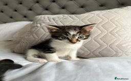 Domestic Shorthair cats for sale: Four beautiful male kittens  - Image 6