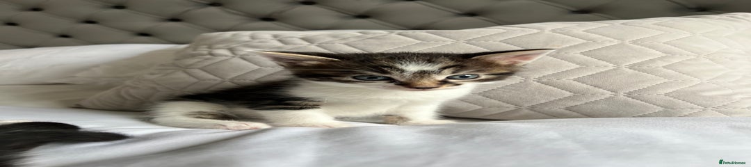 Domestic Shorthair Kitten 3