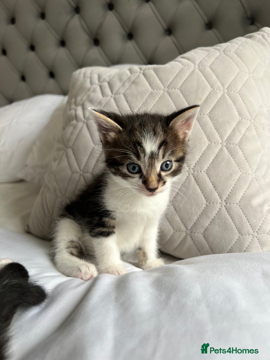 Domestic Shorthair cats for sale: Four beautiful male kittens  - Image 6