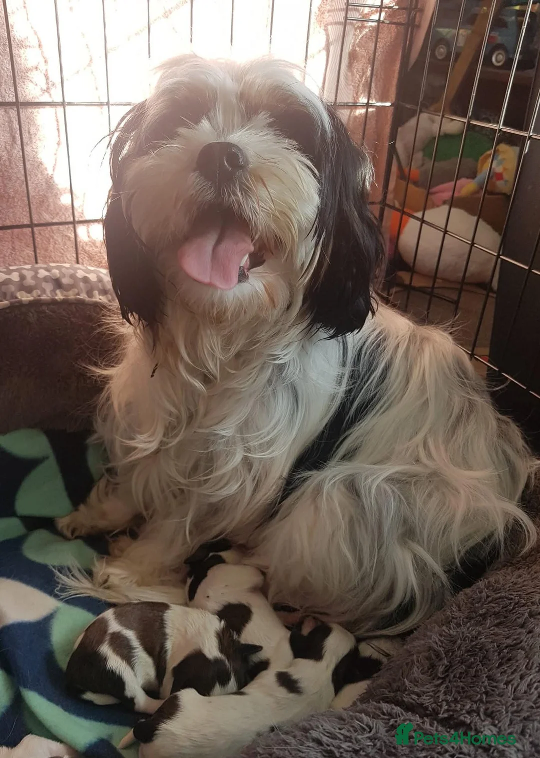 Shih Tzu dogs for sale: Shih tzu - Advert 4