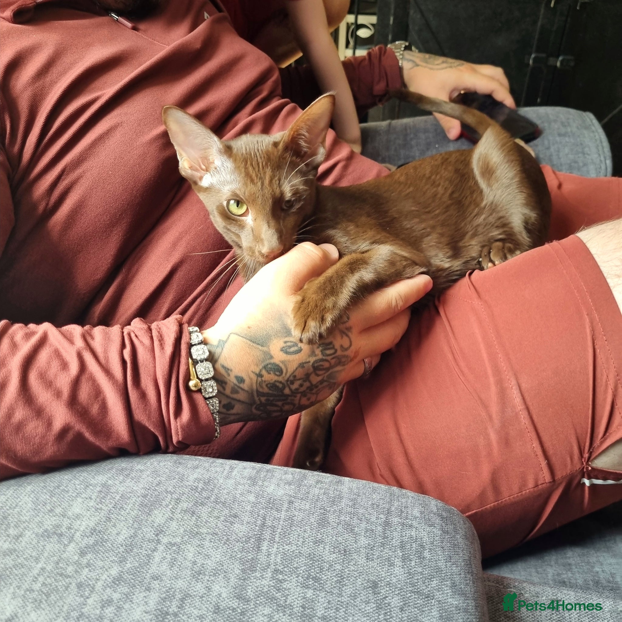 Oriental cats for sale: Chocolate Havana Brown  - Advert 3