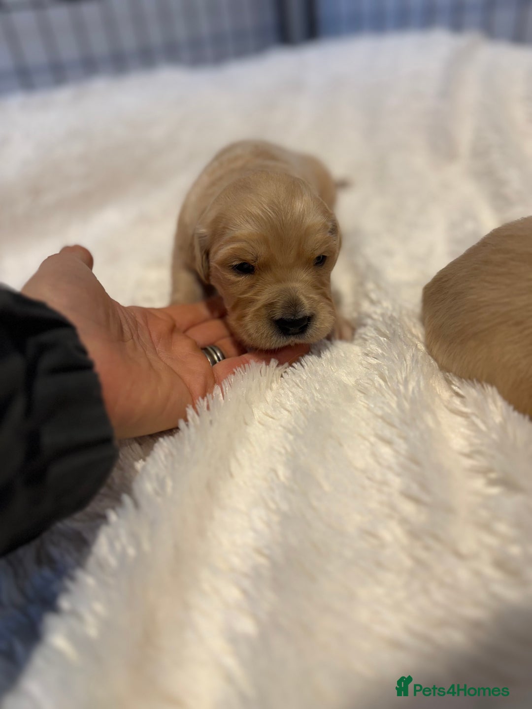 Golden Retriever dogs for sale: Gorgeous KC Golden retrievers  - Advert 18