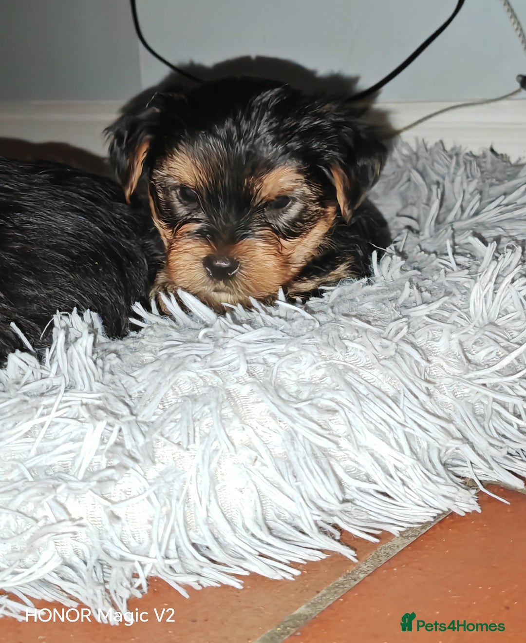 Yorkshire Terrier dogs for sale: Yorkshire Terrier Puppies  - Image 6