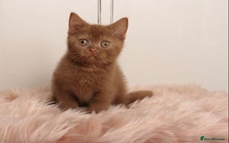 British Shorthair cats for sale: Gorgeous BSH Kittens  - Image 1