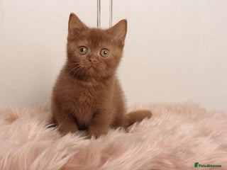 British Shorthair cats for sale - Advert 1