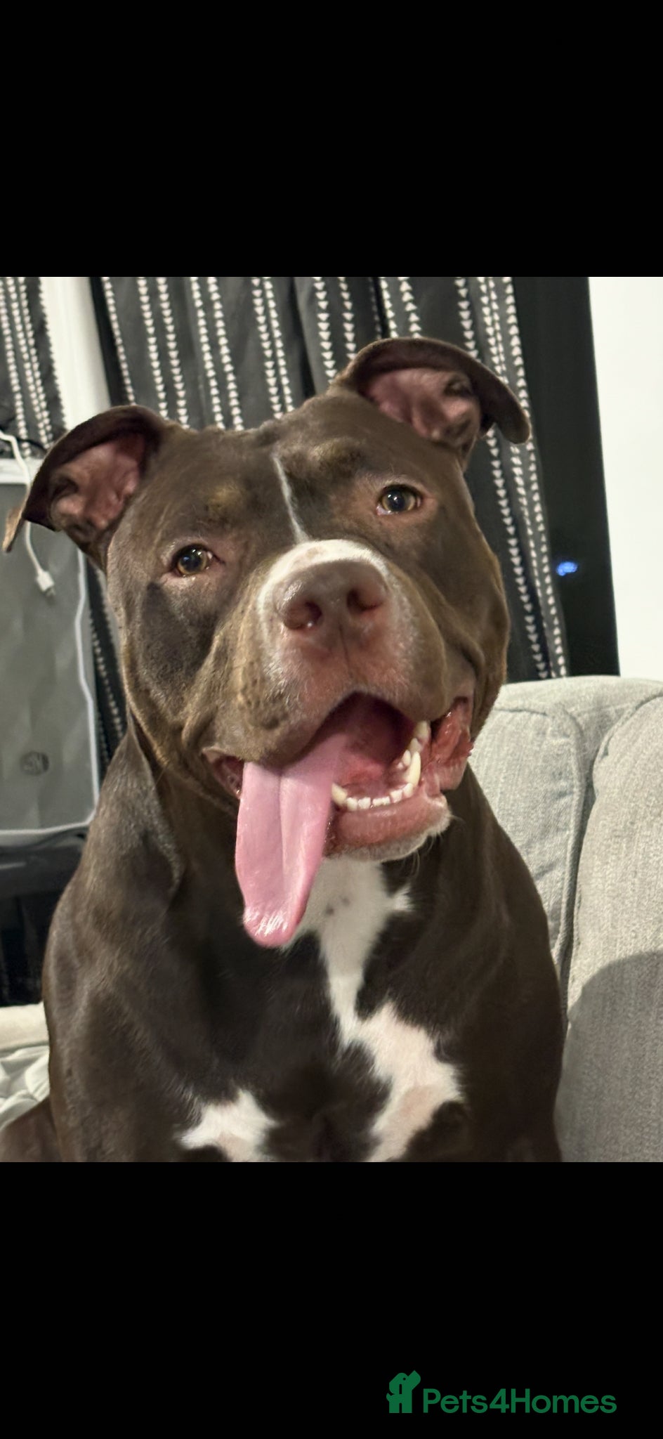 Mixed Breed dogs     Experienced Home Needed For Daisy 🐾 - Advert 5