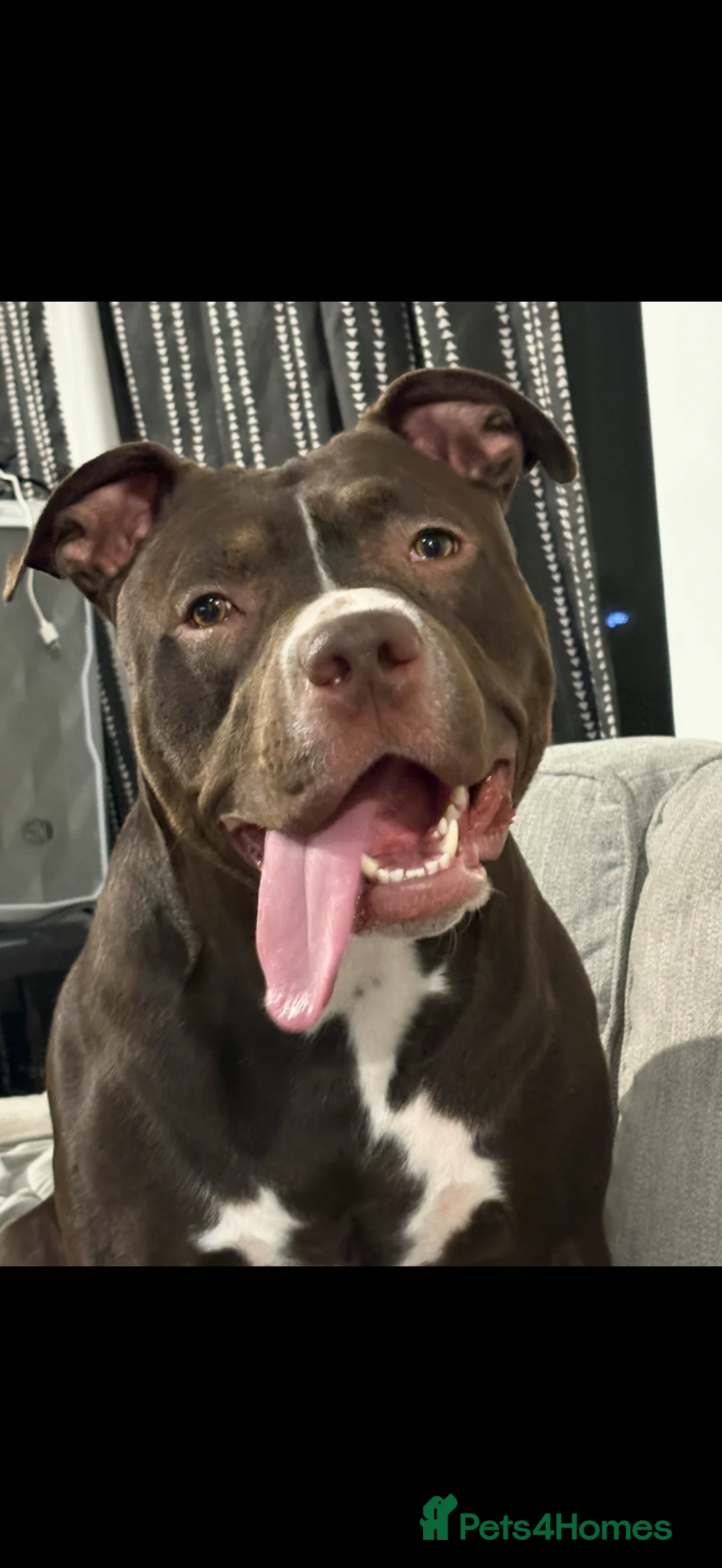 Mixed Breed dogs for sale:     Experienced Home Needed For Daisy 🐾 - Advert 1