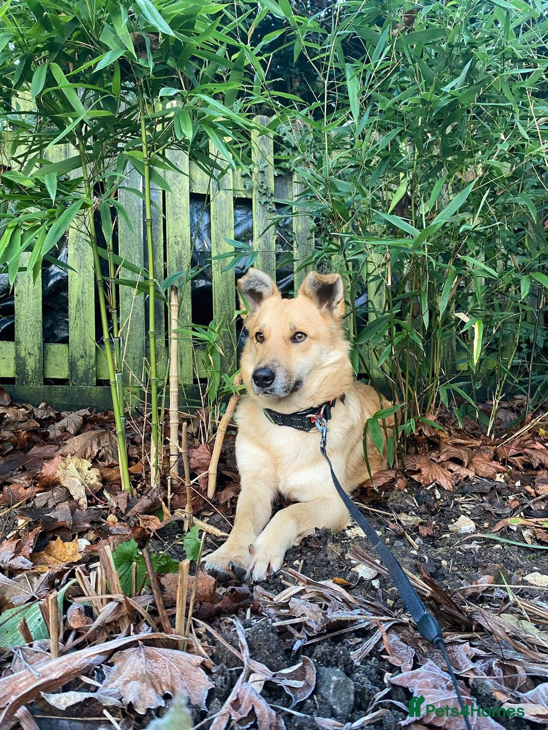 Mixed Breed dogs for adoption: Edward - Advert 2