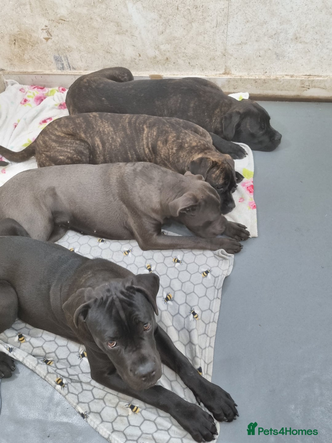 Cane Corso dogs for sale: ITALIAN CANE CORSO  - Advert 3