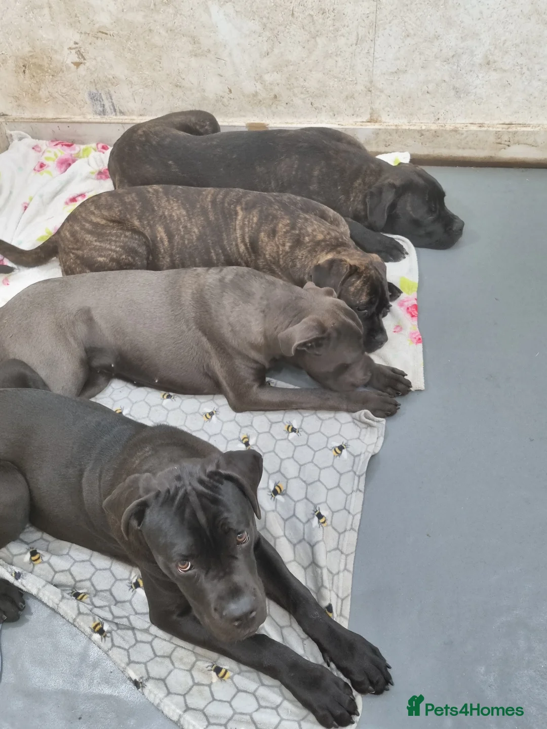 Cane Corso dogs for sale: ITALIAN CANE CORSO  - Advert 2