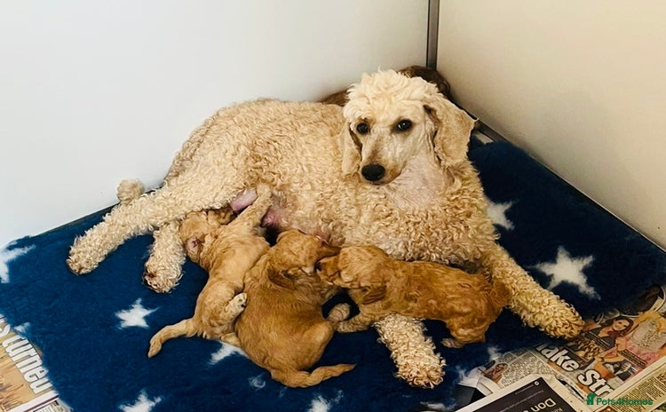 Miniature Poodle dogs - Advert 8