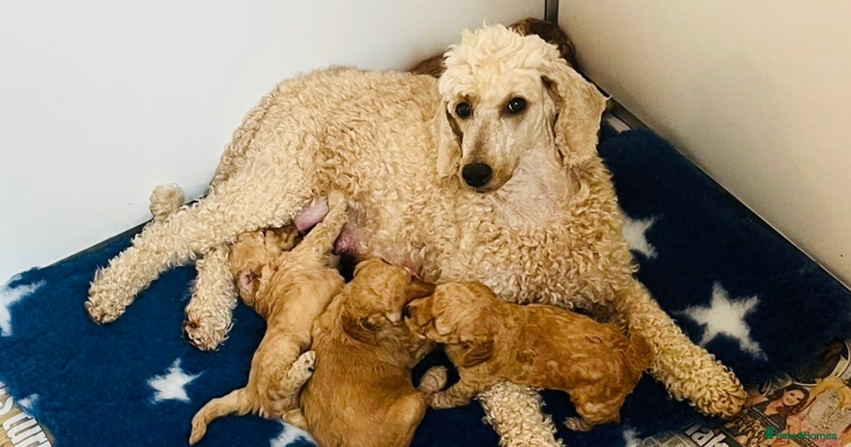 Standard Poodle Protection Dogs Near Me Poodle Guard Dog Standard