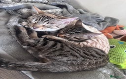 Bengal cats for sale: Mother & Daughter Bengal  - Image 1