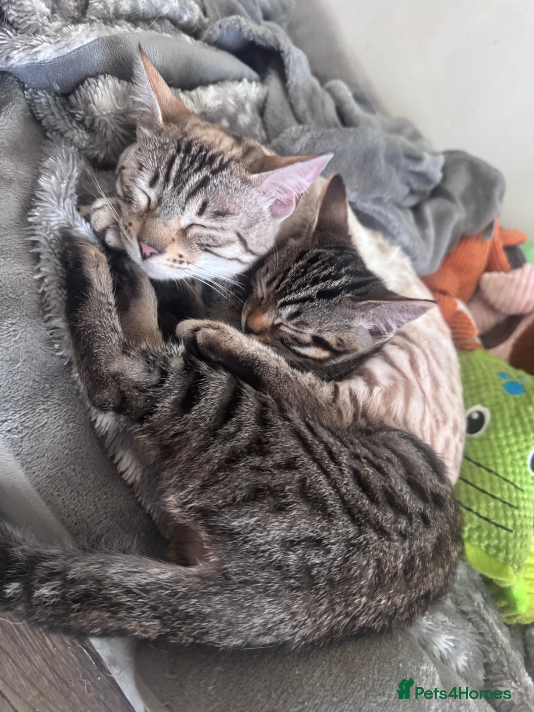 Bengal cats for sale: Mother & Daughter Bengal  - Image 1