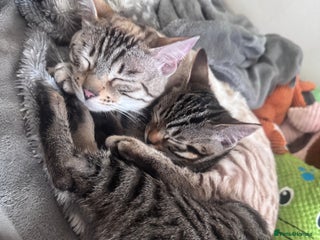 Bengal cats - Advert 7