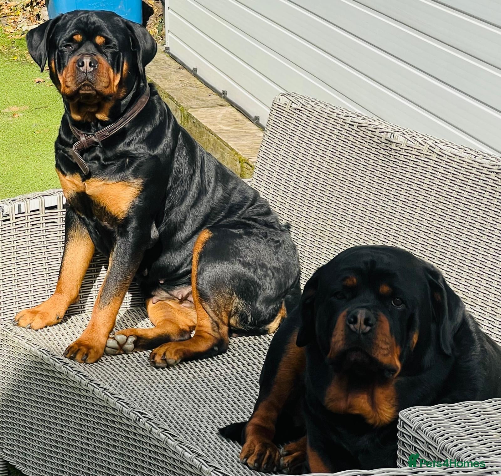 Rottweiler dogs for sale: Elite German bloodline litter - Advert 1