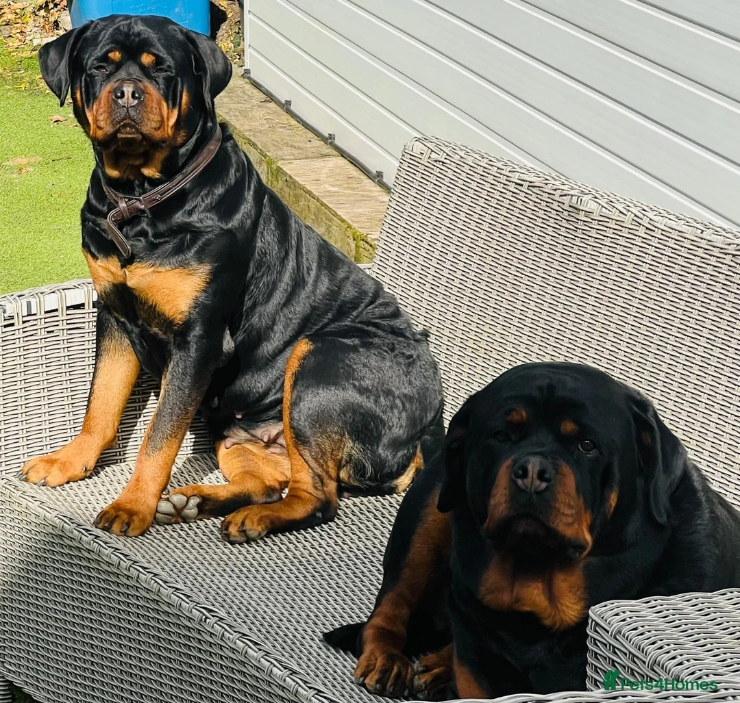 Rottweiler dogs for sale: Elite German bloodline litter - Advert 1
