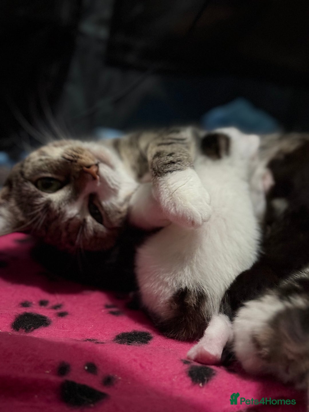 Mixed Breed cats for sale: Very social and friendly black and white kitten - Advert 4