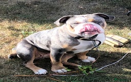 Old Tyme Bulldog dogs for sale: Della - old tyme bulldog  - Image 5