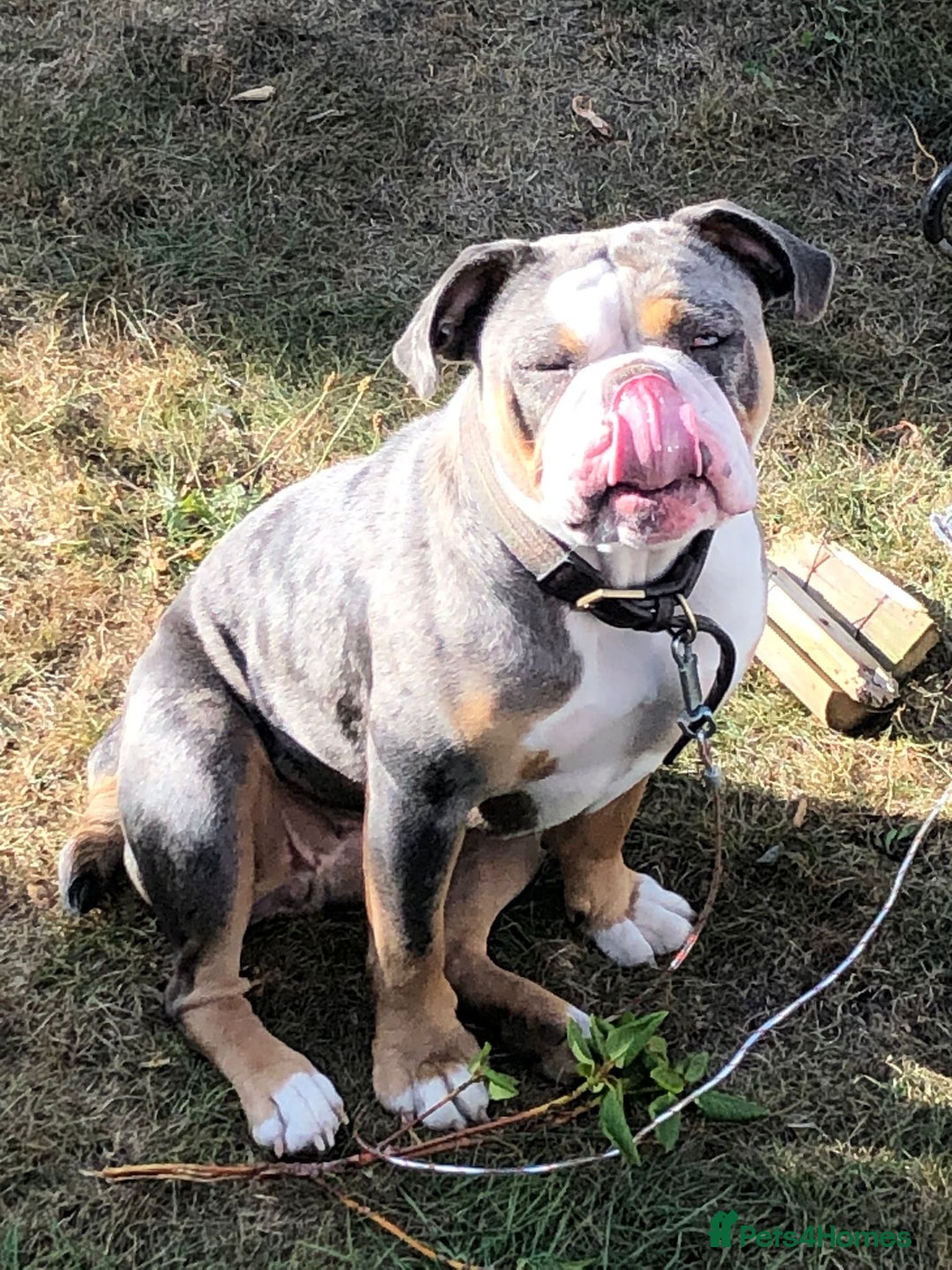 Old Tyme Bulldog dogs for sale: Della - old tyme bulldog  - Image 5
