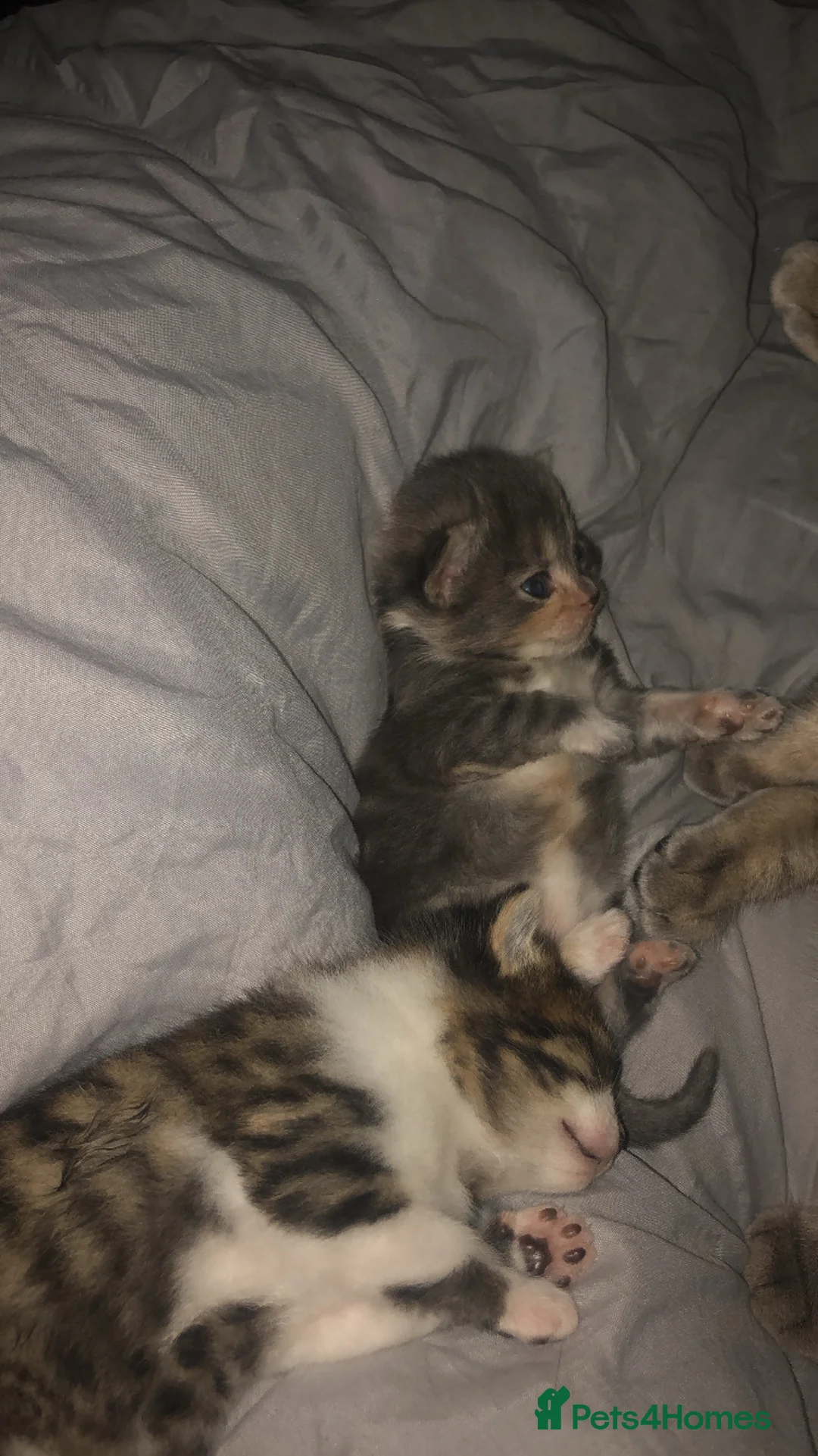 Mixed Breed cats for sale: 3 Short Haired Mixed Breed Kittens  - Advert 2