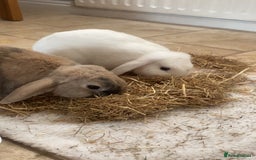Mini Lop rabbits for sale: 2 English Mini Lop Rabbits - Image 1