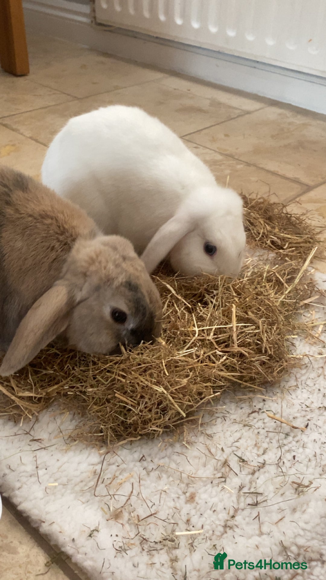 Mini Lop rabbits for sale: 2 English Mini Lop Rabbits - Image 1