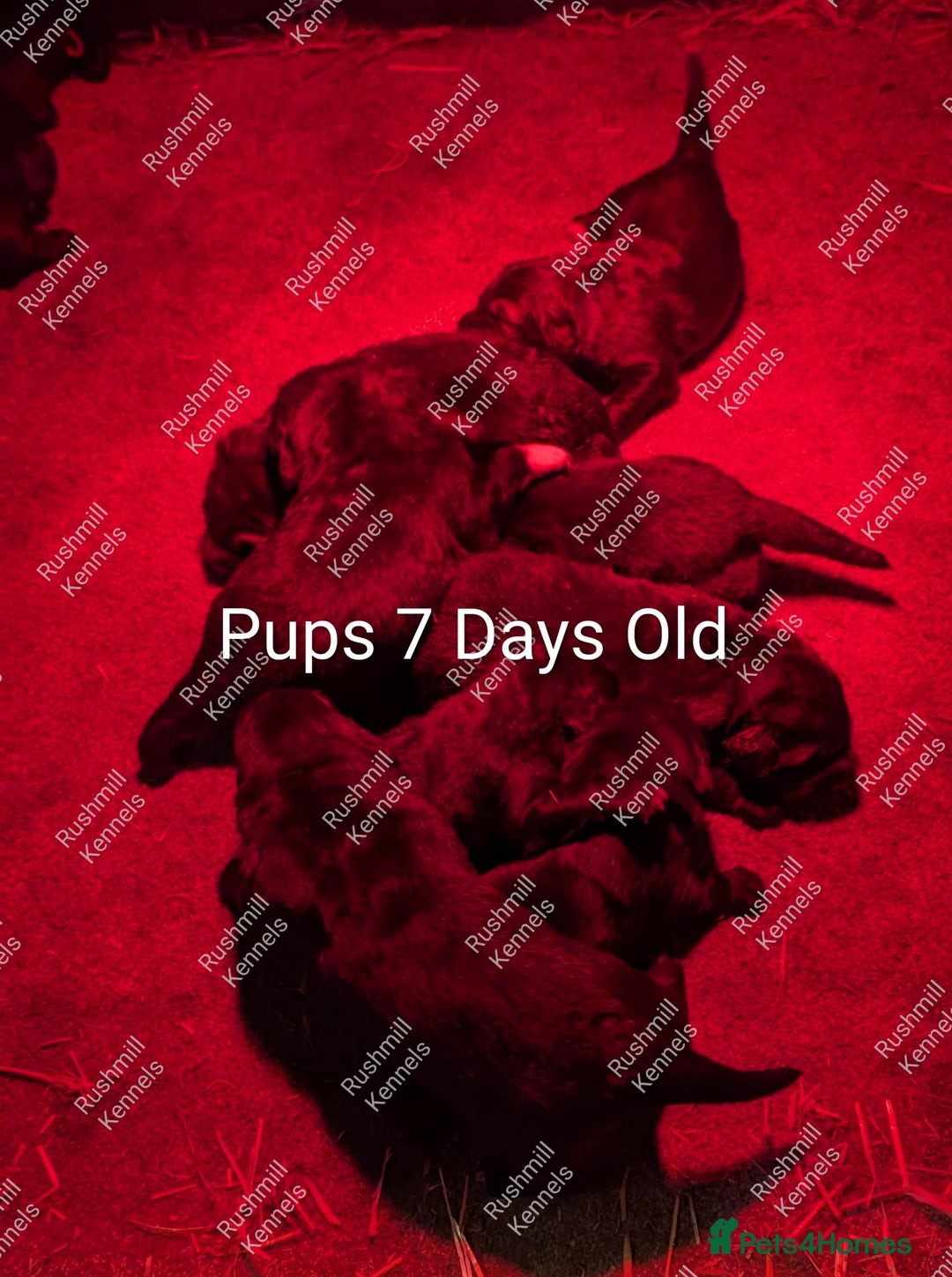 Caucasian Shepherd Dog dogs for sale: Caucasian Shepherd Pups - Advert 5