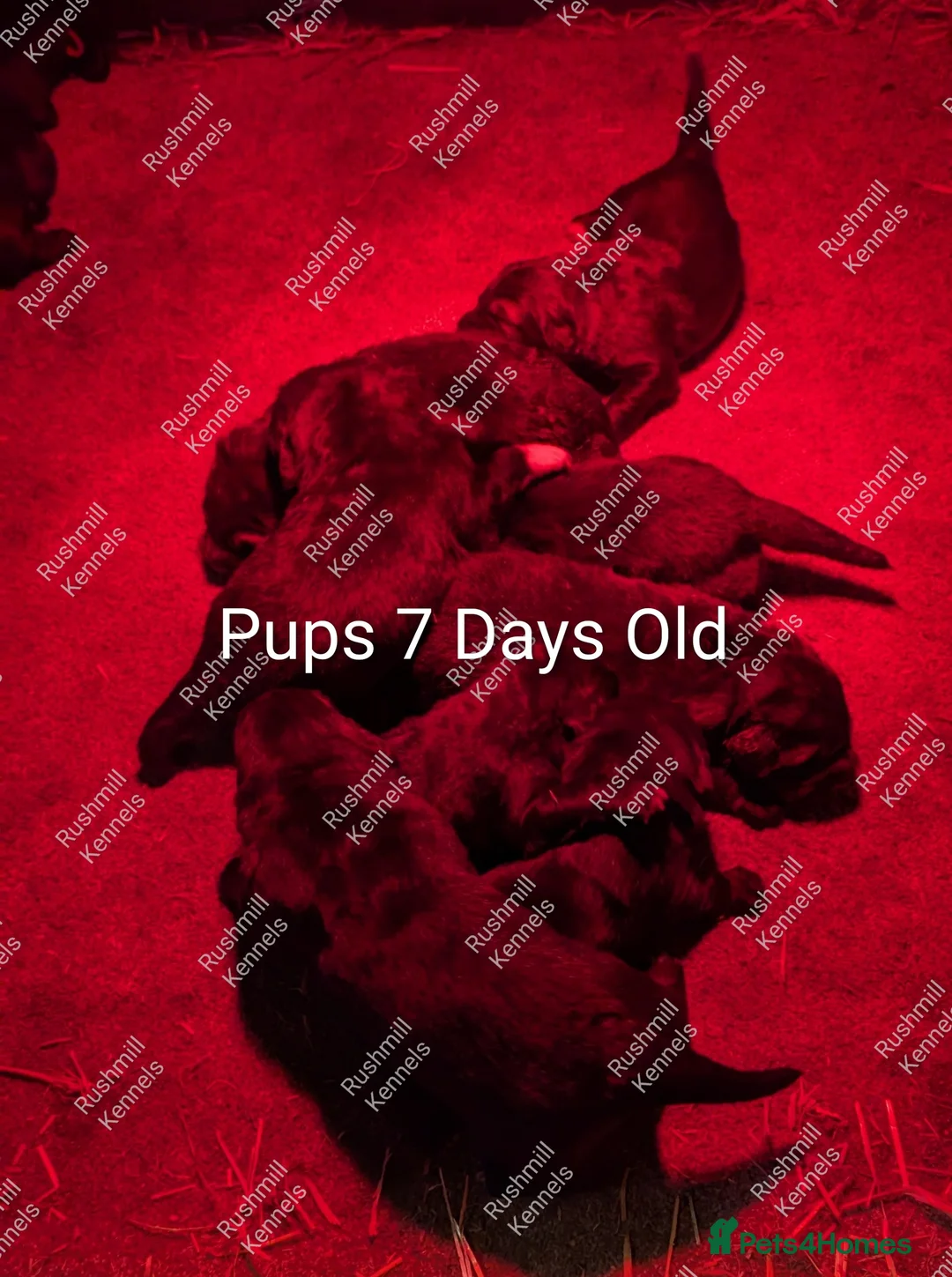 Caucasian Shepherd Dog dogs for sale: Caucasian Shepherd Pups - Advert 15