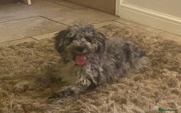 Cockapoo dogs for sale: F2 Cockapoo - Image 7