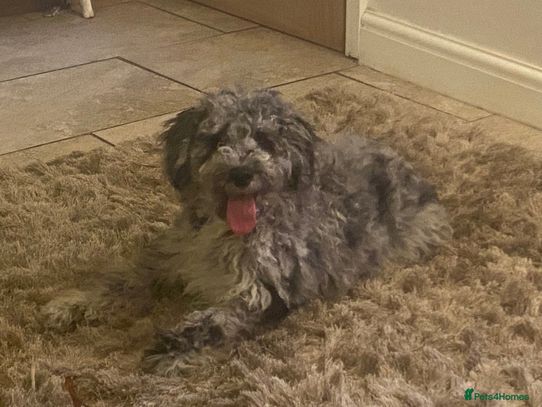 Cockapoo dogs for sale: F2 Cockapoo - Image 7